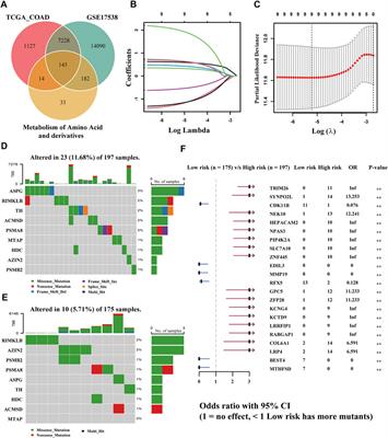 Analysis of the Prognostic Significance and Immune Infiltration of the Amino Acid Metabolism-Related Genes in Colon Adenocarcinoma